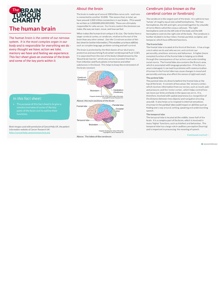Human Brain | PDF