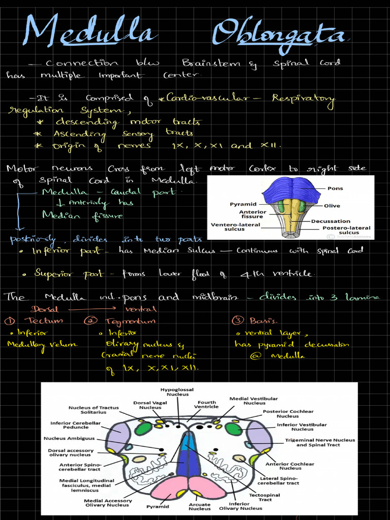 Physiology of Medulla Oblongata | PDF