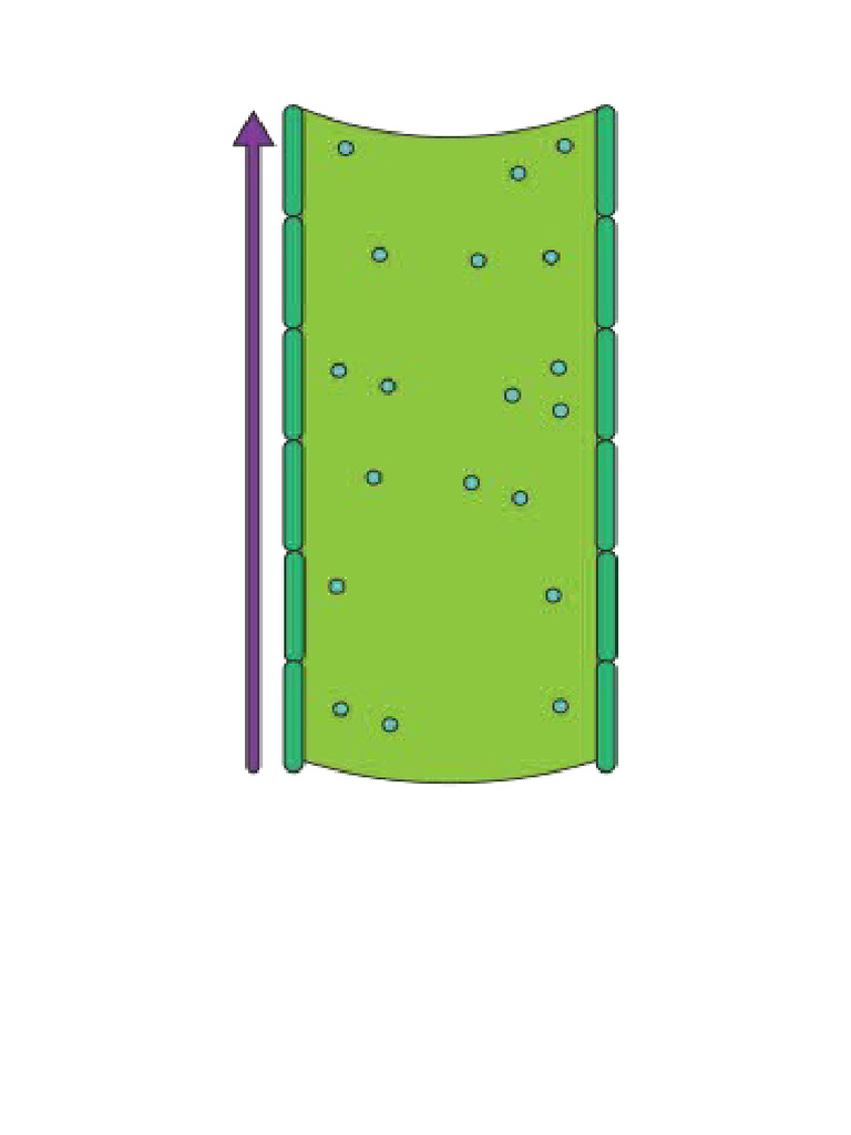 Xylem Phloem | PDF
