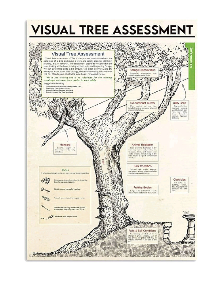 Visual Tree Assessment | PDF