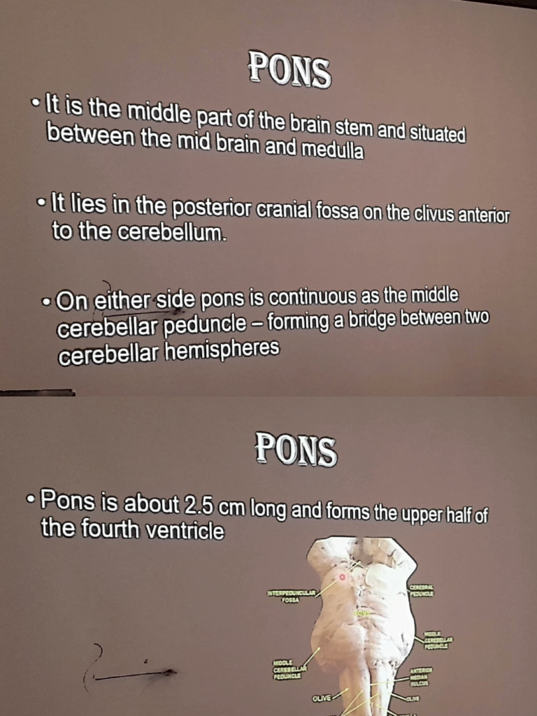 Pons | PDF