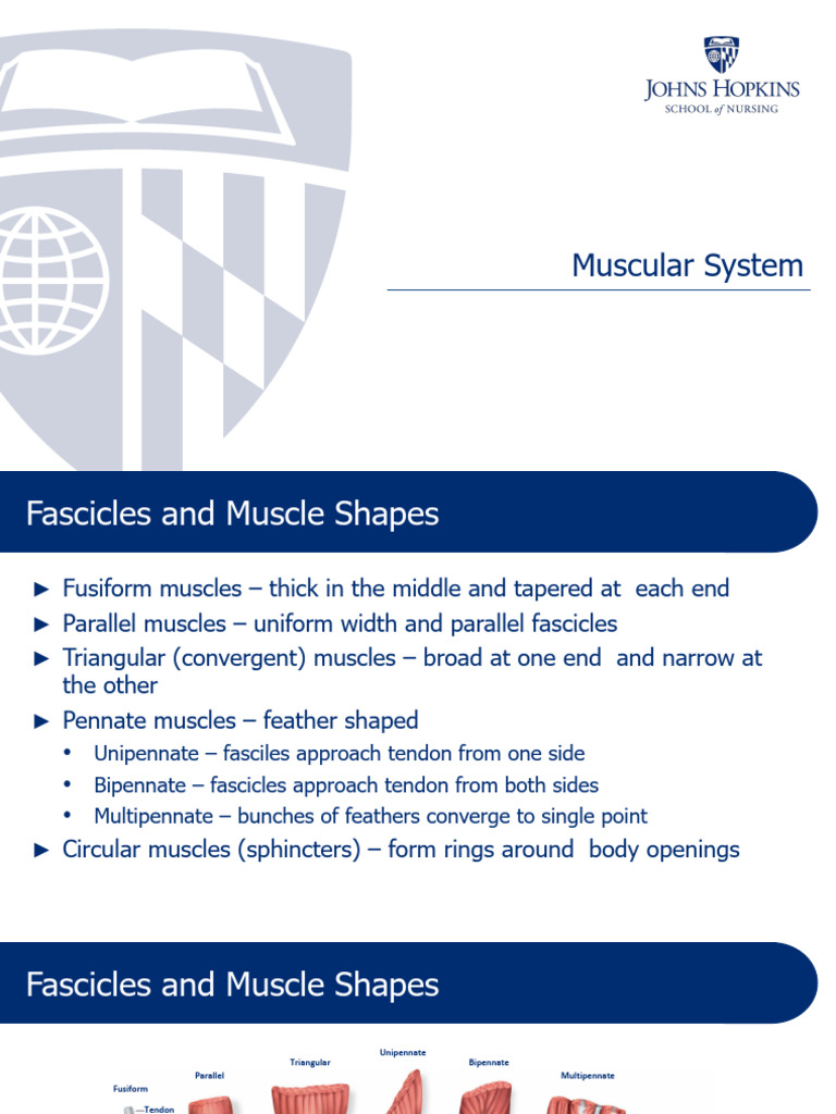 Overview of Muscle Types and Functions | PDF | Thumb | Cardiac Muscle
