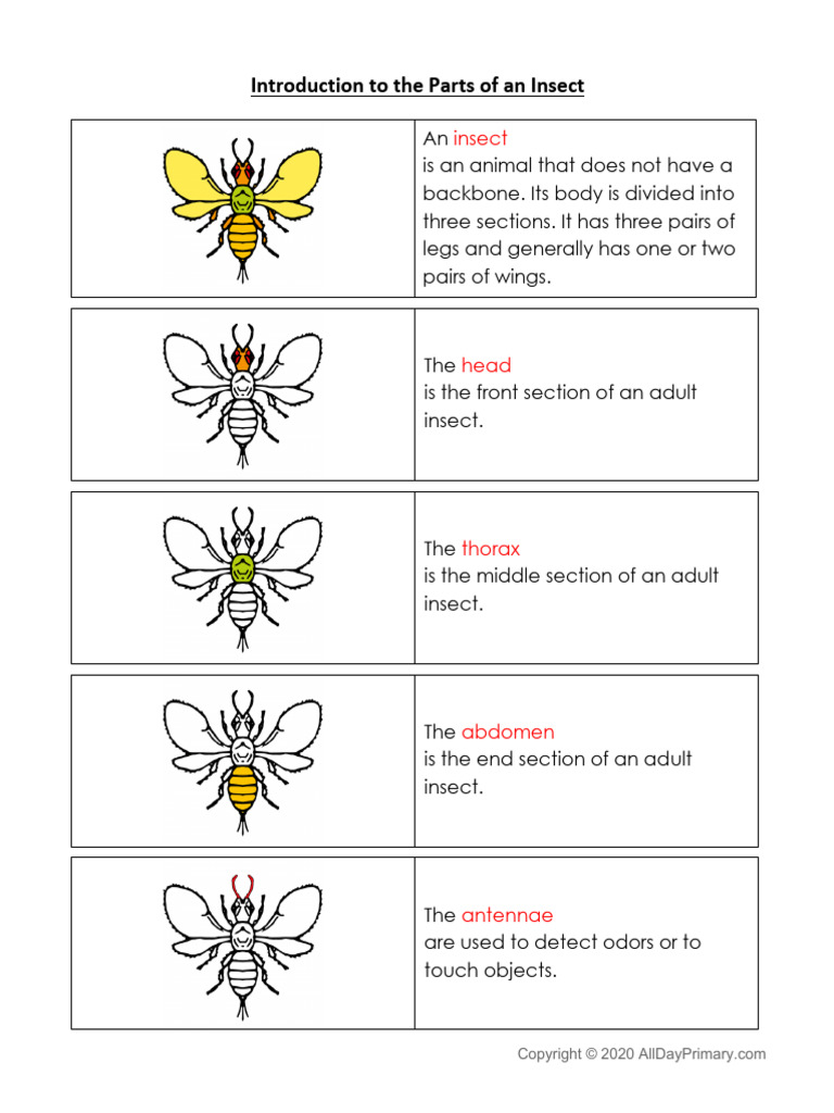 Parts of an Insect Explained | PDF