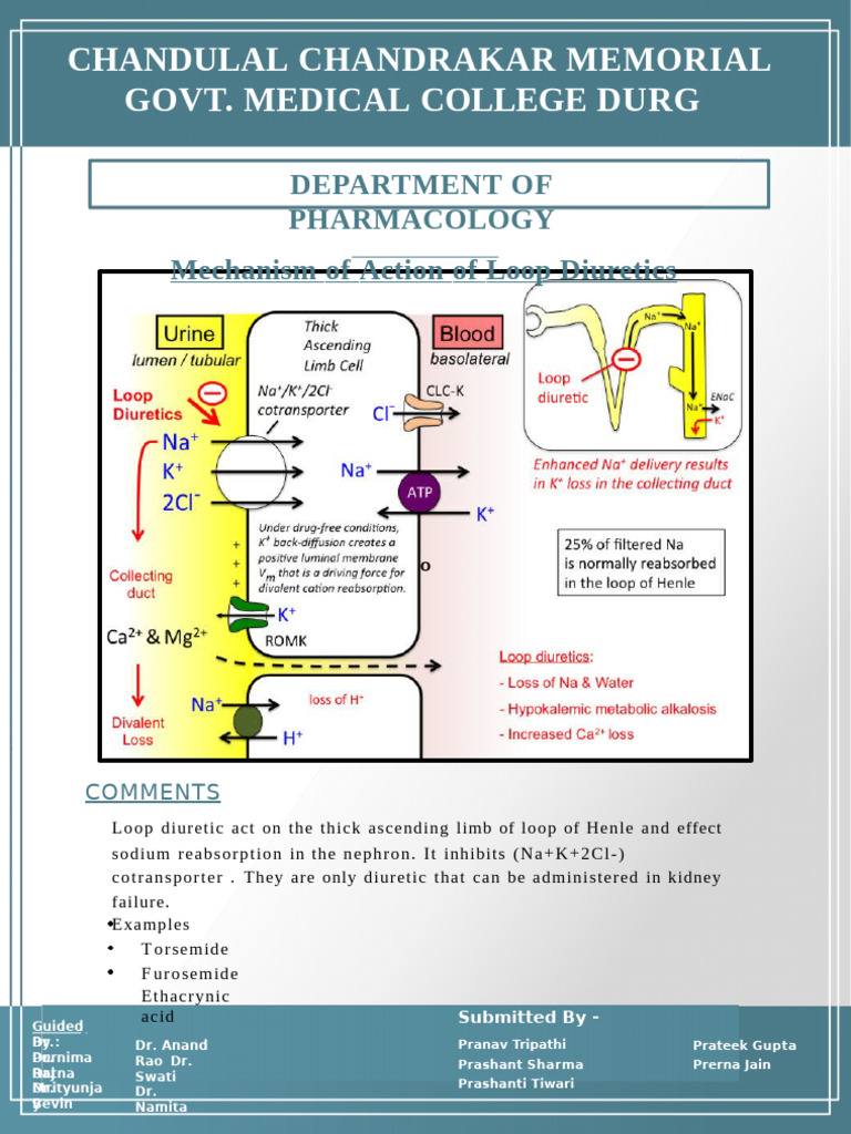 Mechanism of Action of Loop Diuretics PDF | PDF