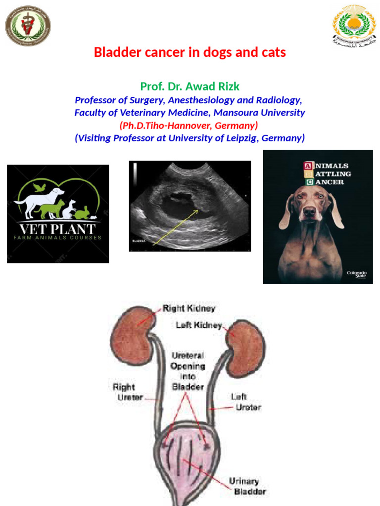 Bladder Cancer Pets | PDF | Cancer | Urinary System