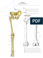 Anatomia Miembro Inferior UAP Examen