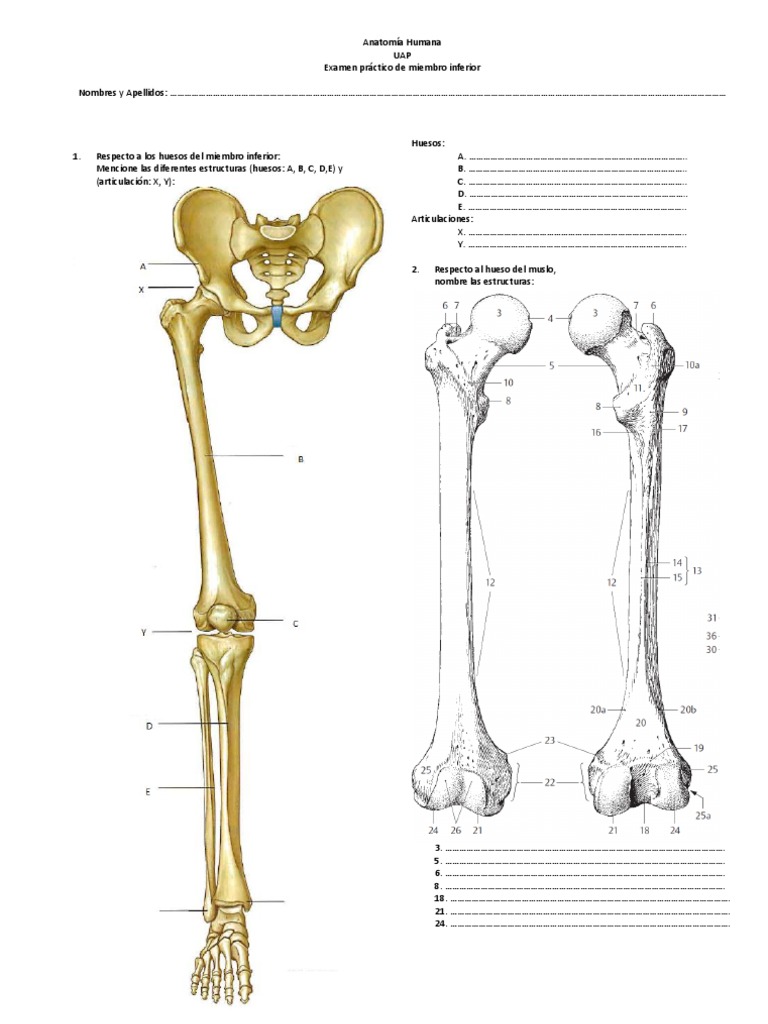 Anatomia Miembro Inferior UAP Examen