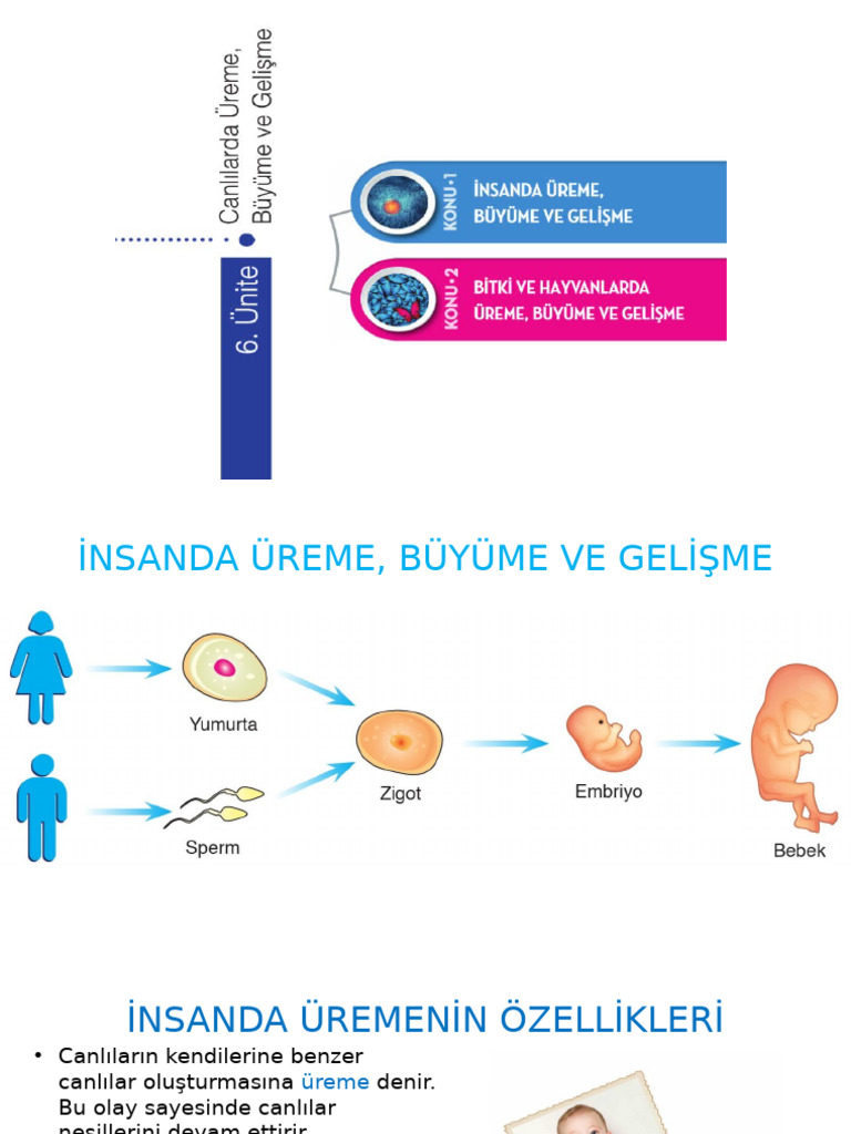 6 1 Insanda Ureme Buyume Ve Gelisme | PDF