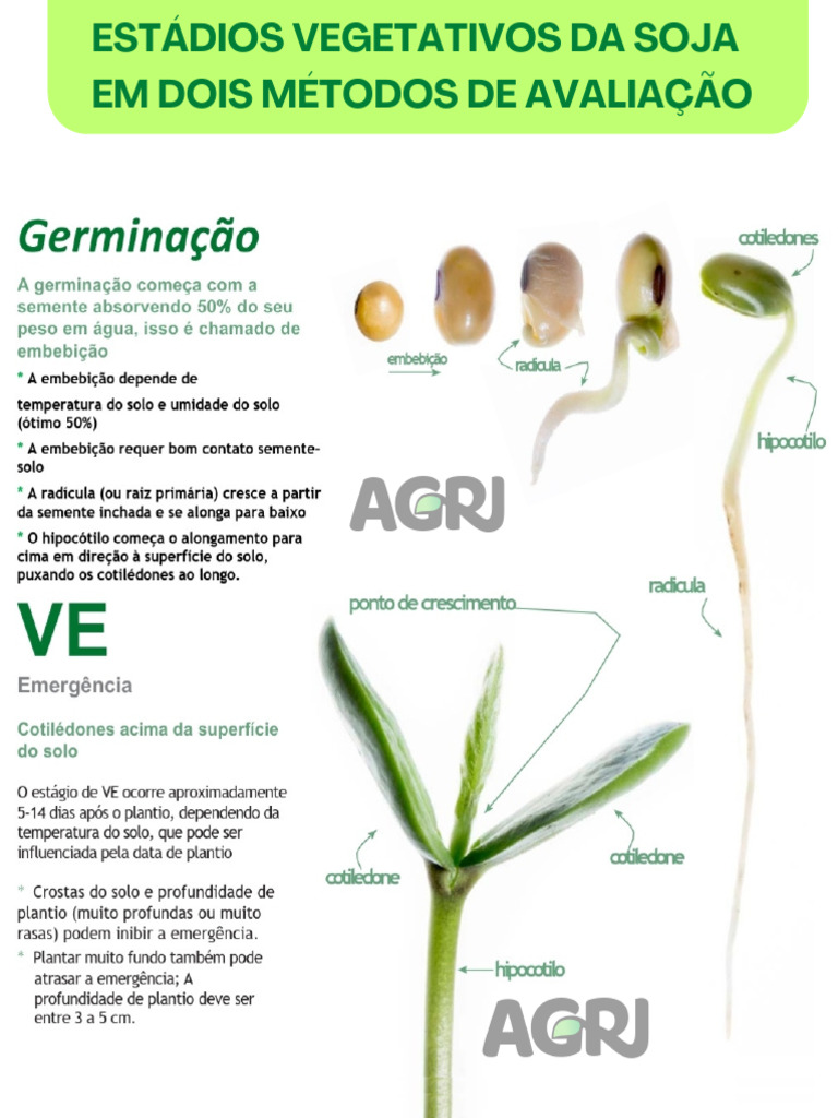 Estádios Vegetativos Da Soja. | PDF