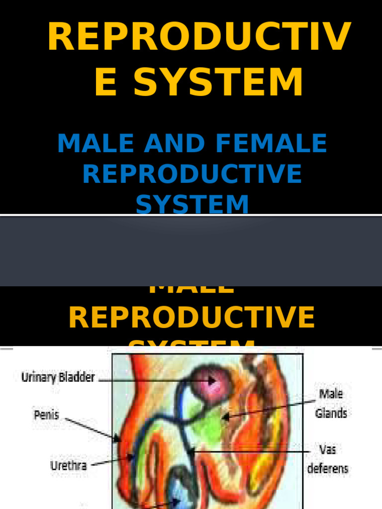 Male and Female Reproductive Systems | PDF | Menstrual Cycle ...