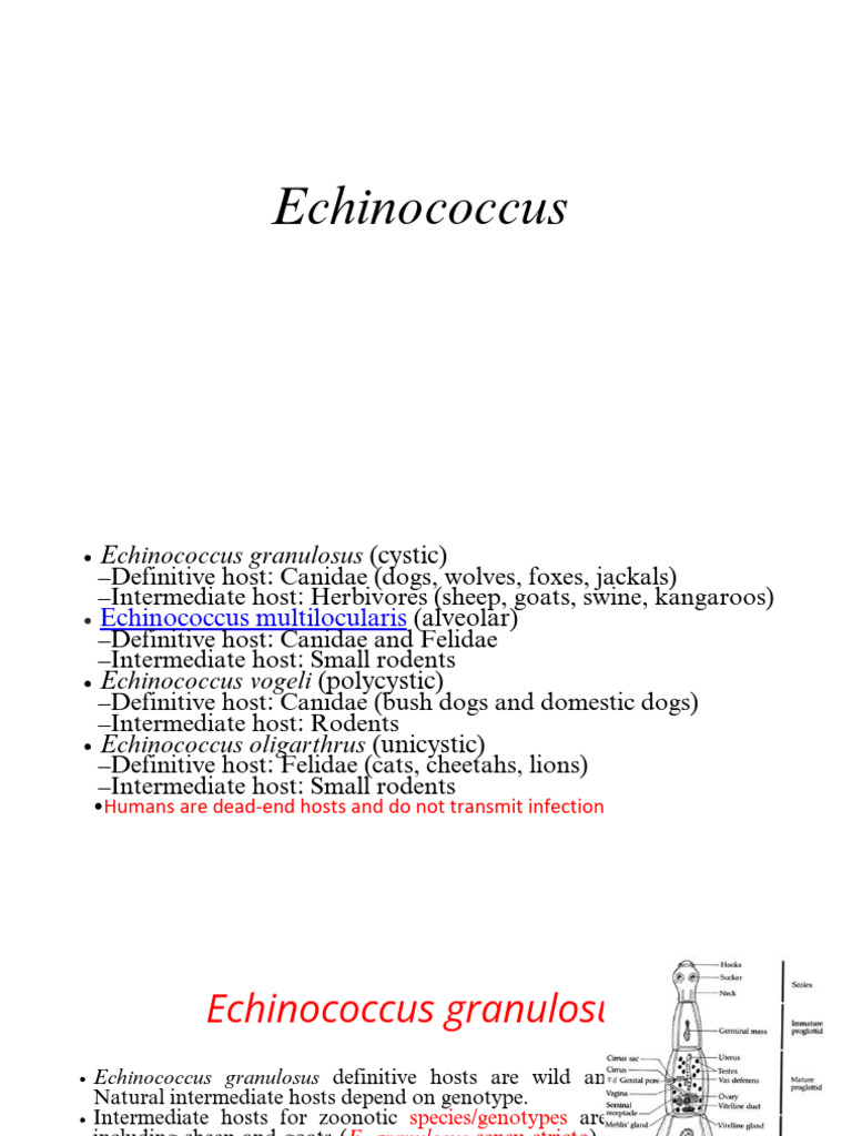 Echinococcus Species and Human Infection | PDF | Medical Specialties ...