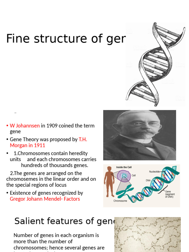 Gene | PDF