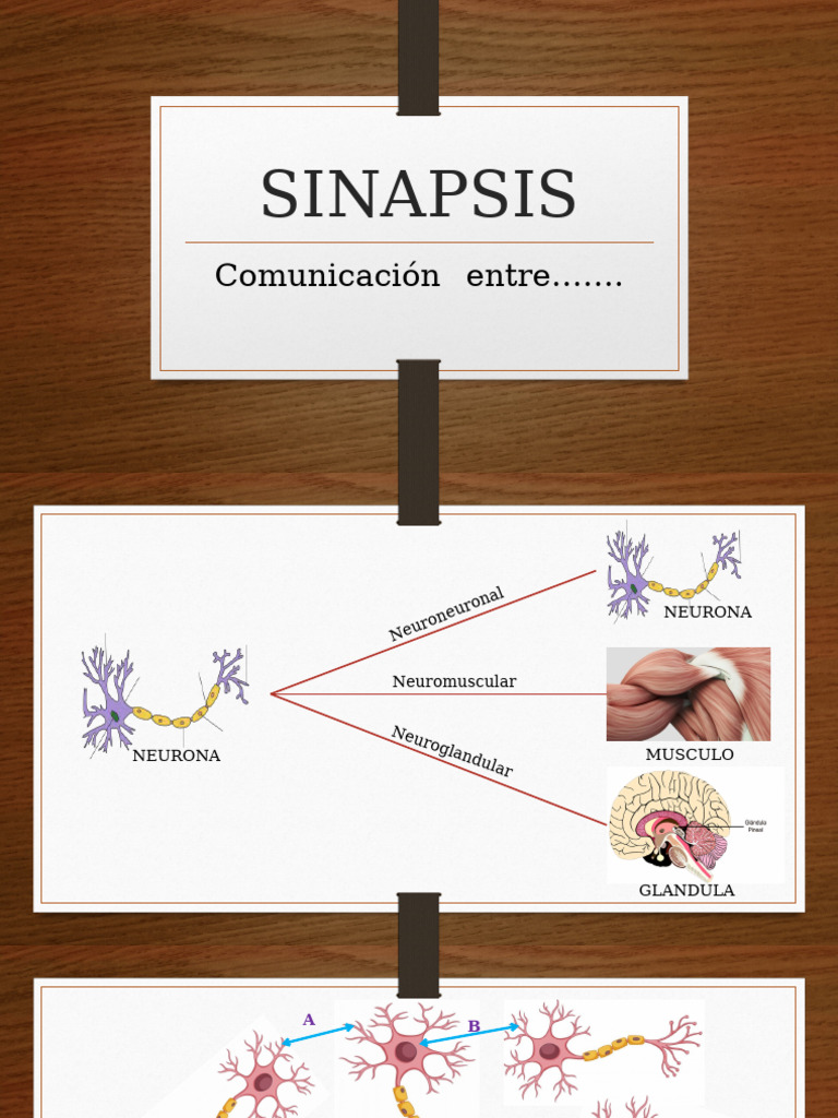 Sinapsis Axodendrítica en Neuronas | PDF