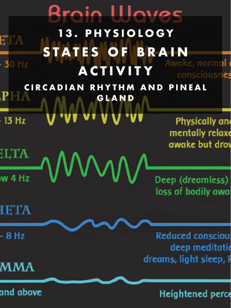 Physiology Notes On The State of Activity Brain | PDF | Sleep | Rapid ...