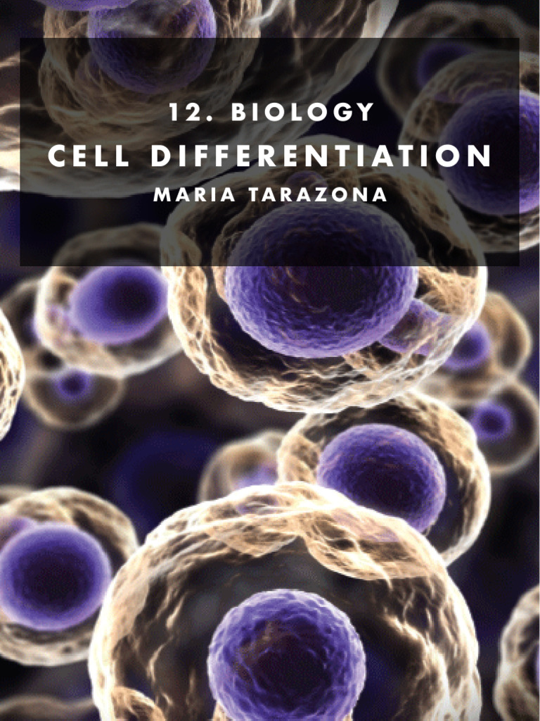 Understanding Cell Differentiation and Stem Cells | PDF | Stem Cell ...