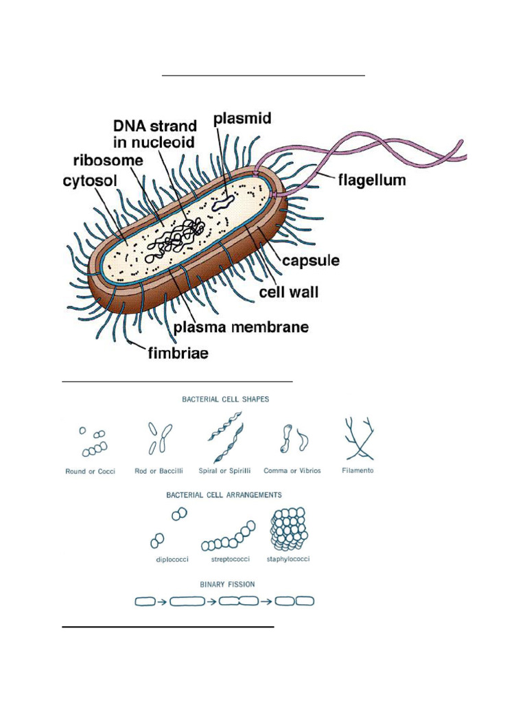 Generalized Bacterial Cell Structure | PDF | Cell (Biology) | Bacteria