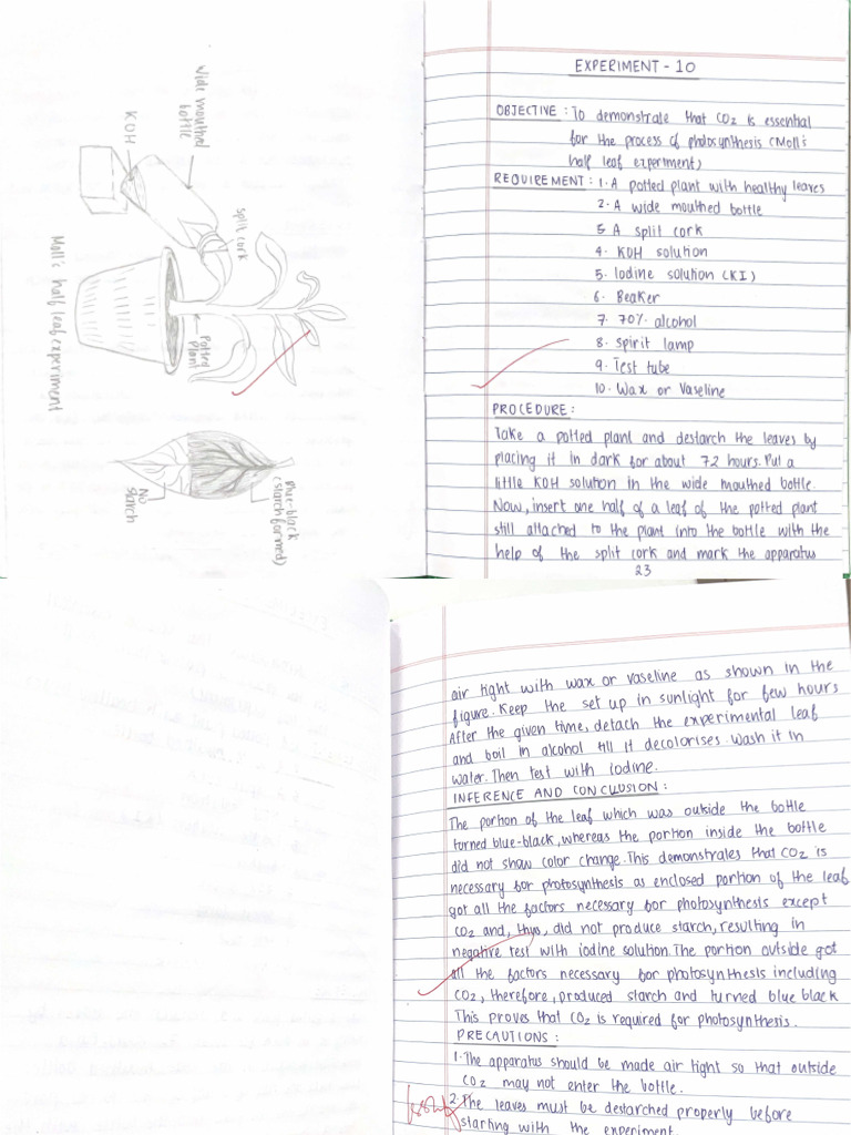 Bio Project Experiments Set 2 | PDF