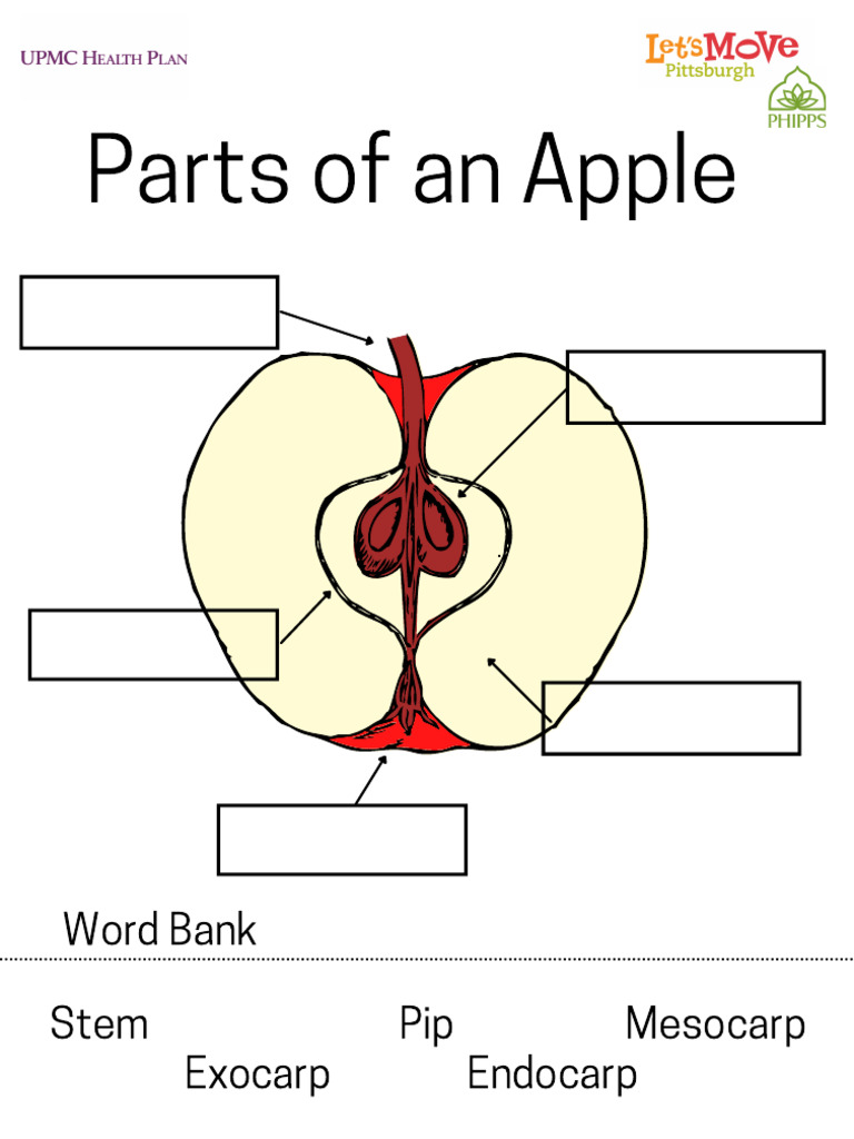 Parts of An Apple | PDF