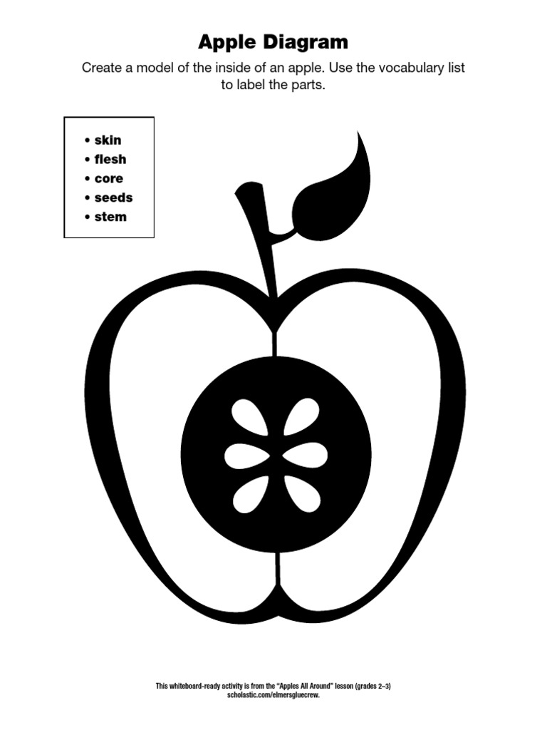 Apple Diagram Activity for Grades 2-3 | PDF