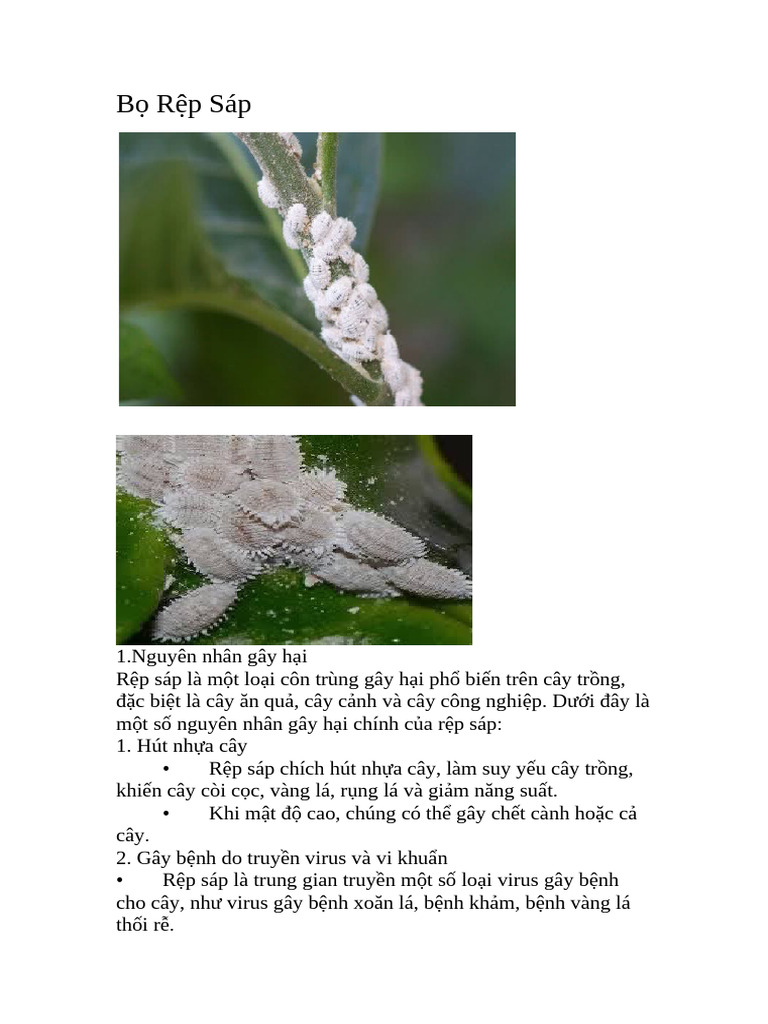 Bọ Rệp Sáp | PDF