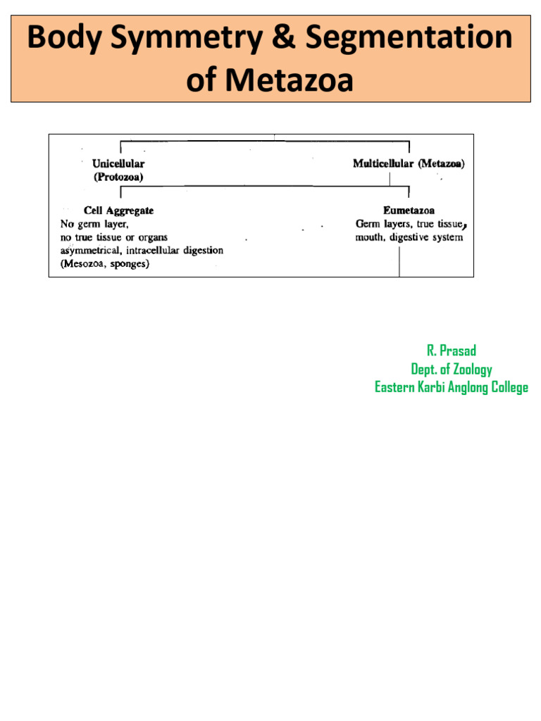 Symmetry and Segmentation in Metazoa | PDF | Anatomical Terms Of ...