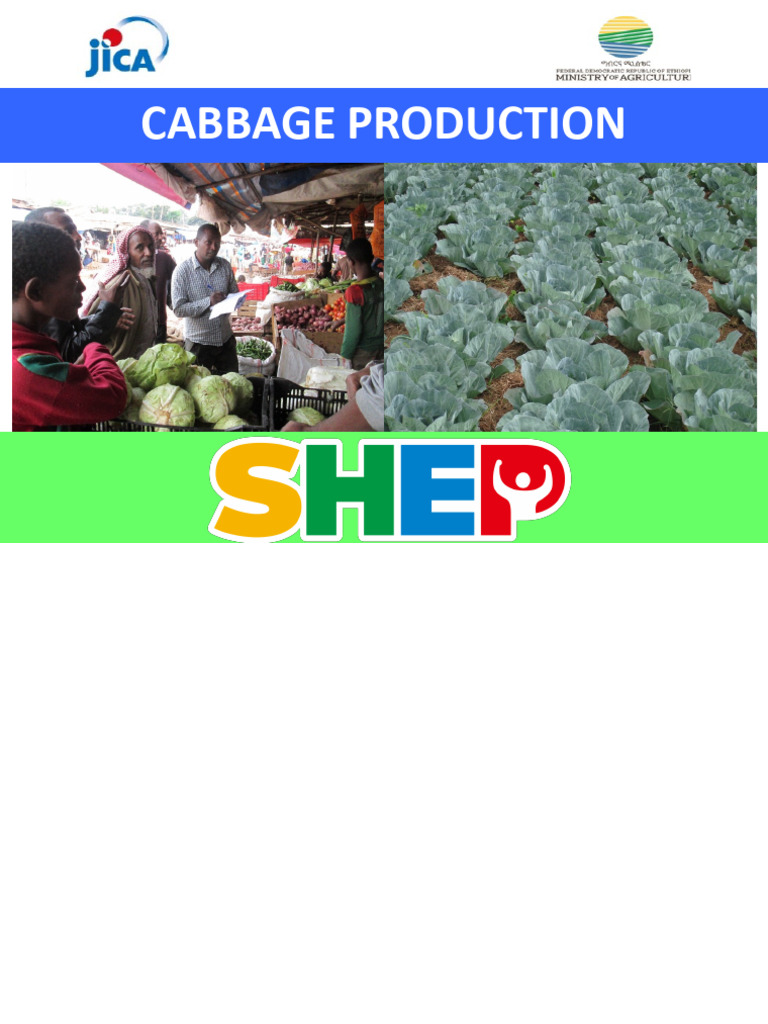 Cabbage Production | PDF | Crop Rotation | Agriculture