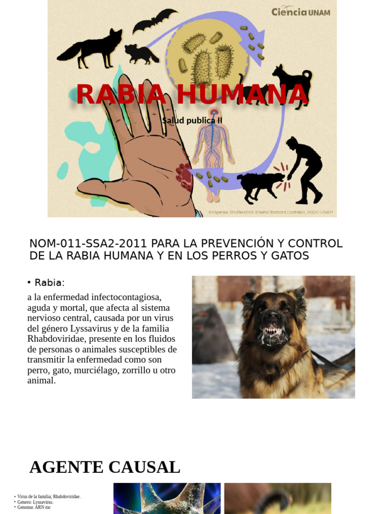 Prevención y Control de Rabia Humana | PDF