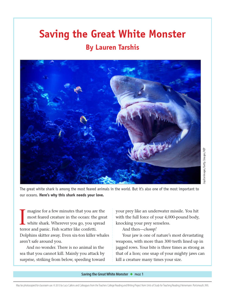Saving the Great White Shark | PDF | Sharks | Predation