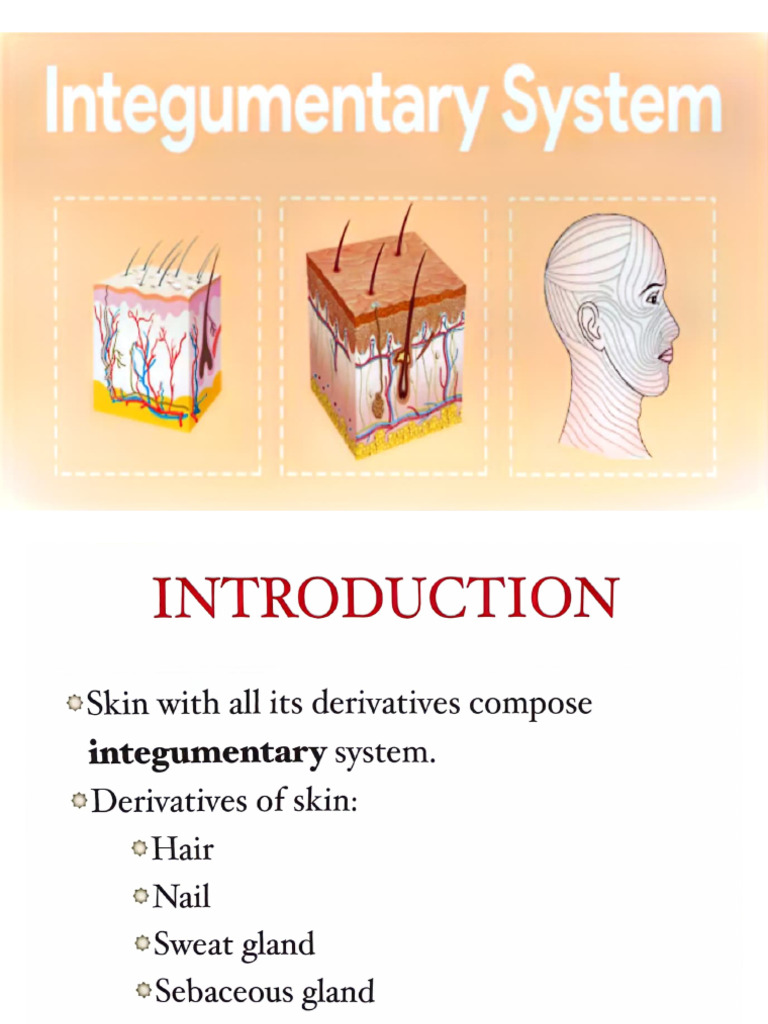 Integumentary System 1 | PDF
