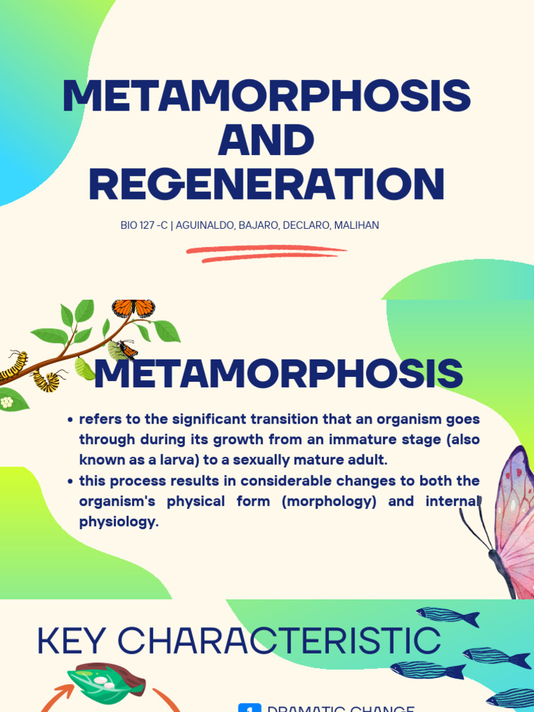 Metamorphosis and Regeneration Explained | PDF | Insects | Regeneration ...