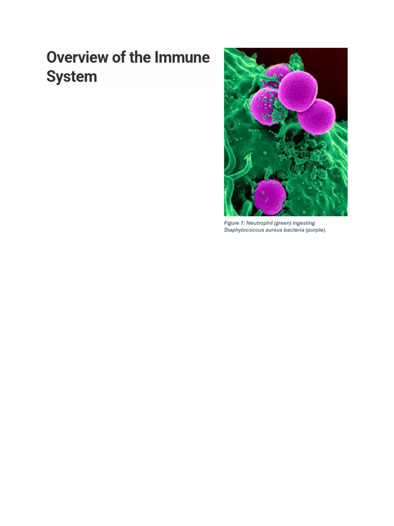 Immune System Overview and Functions | PDF | Lymphatic System | White ...
