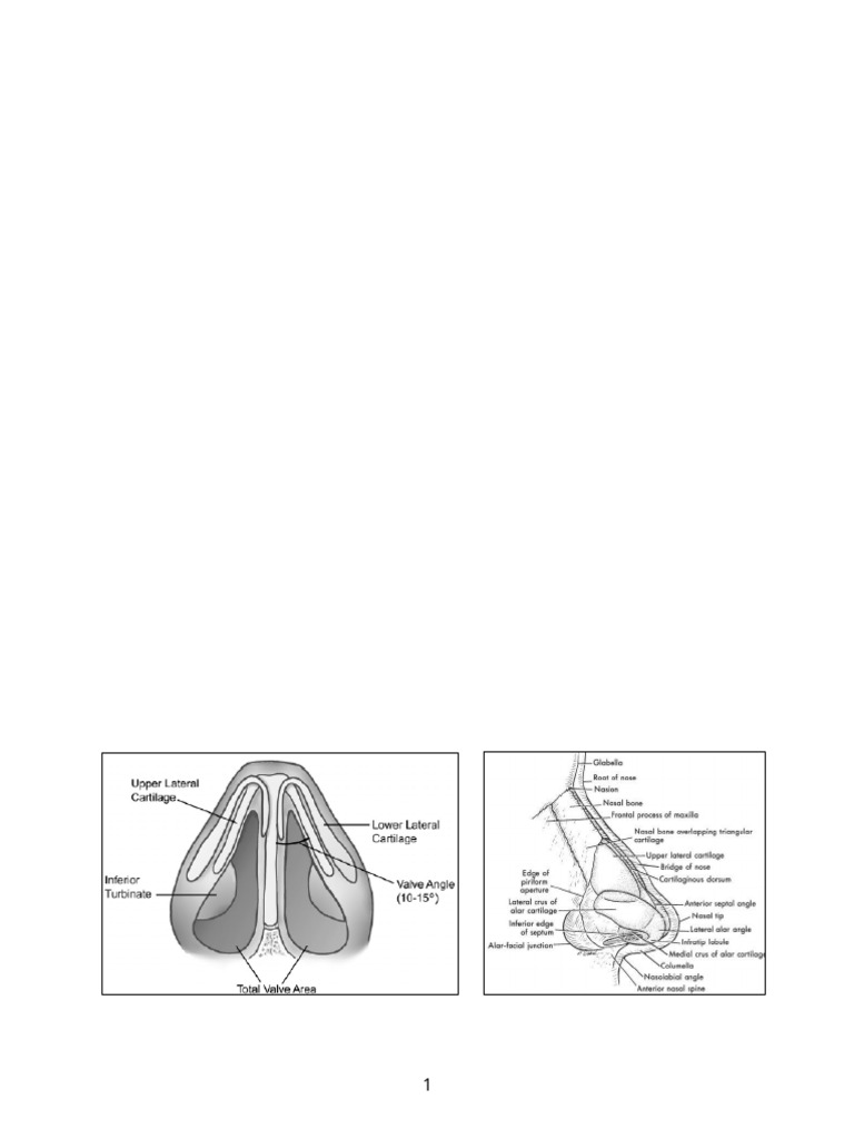 Anatomía y Fisiología de la Nariz | PDF | Nariz humana | Cabeza y ...