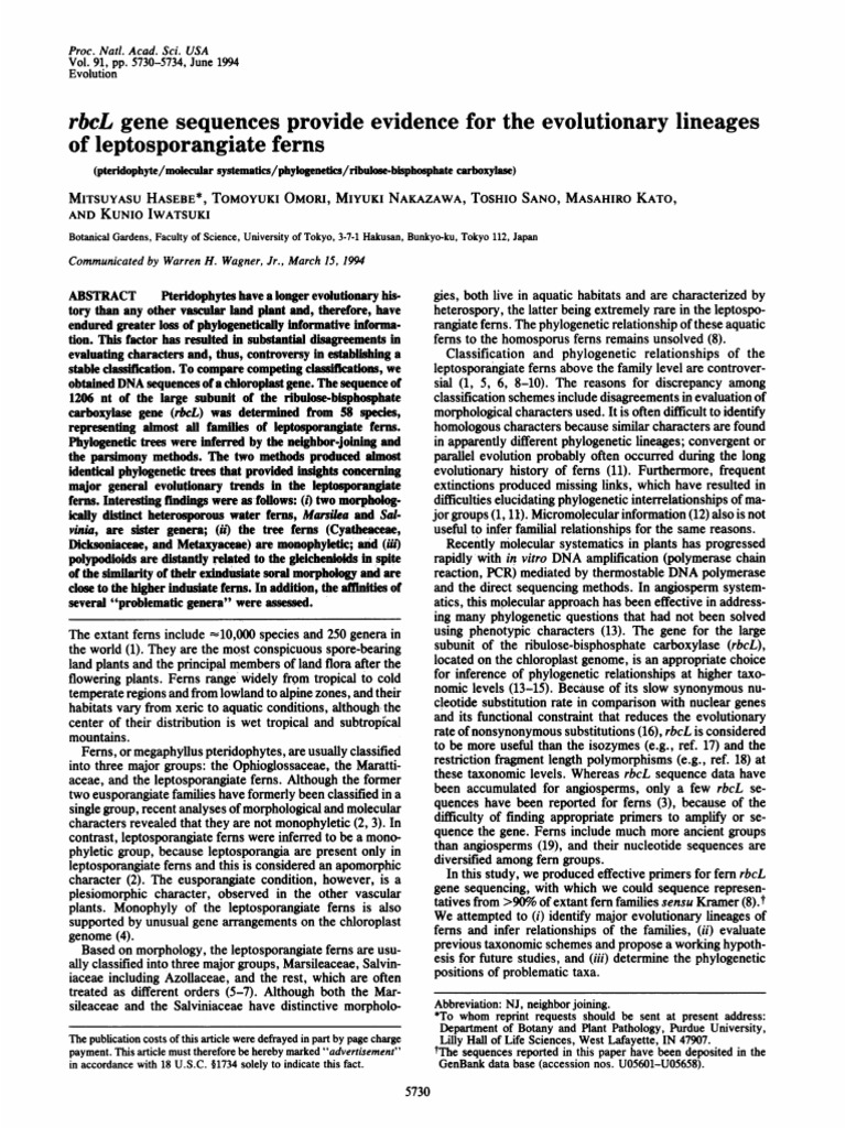 rbcL Gene Sequences in Fern Evolution | PDF | Fern | Phylogenetics