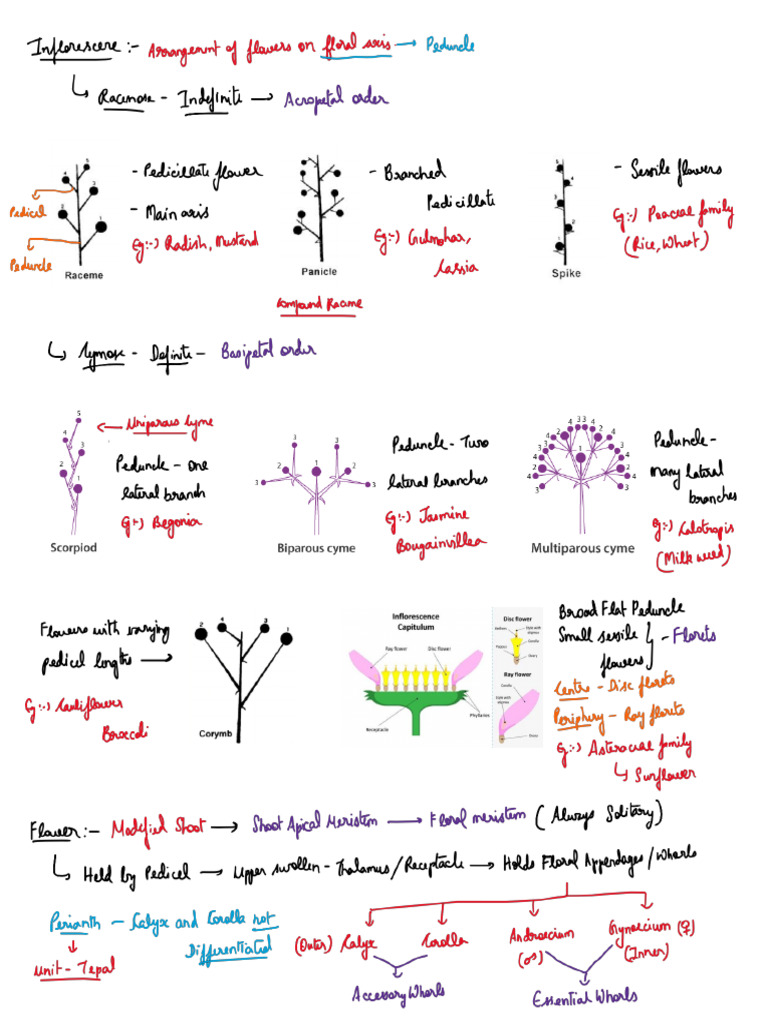 Flower | PDF