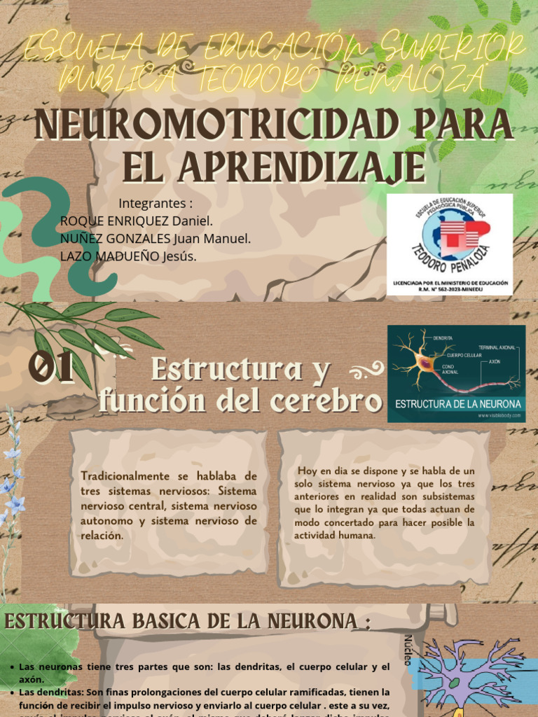 Estructura y Función de Neuronas | PDF | Neurona | Sinapsis