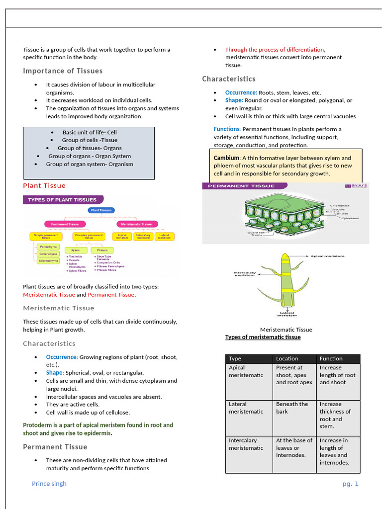 Tissue | PDF | Tissue (Biology) | Epithelium