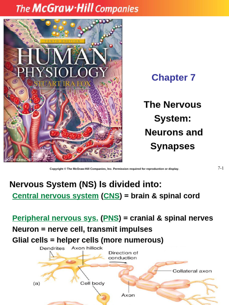 Chapter 7 New 2021 | PDF | Chemical Synapse | Action Potential