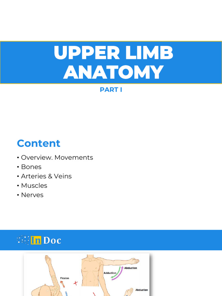 Upper Limb Muscle Anatomy Overview | PDF | Thumb | Hand