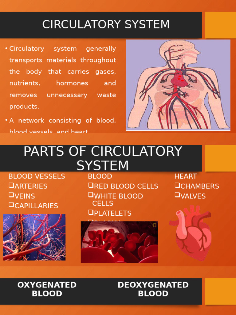 Overview of the Circulatory System | PDF | Blood Vessel | Blood