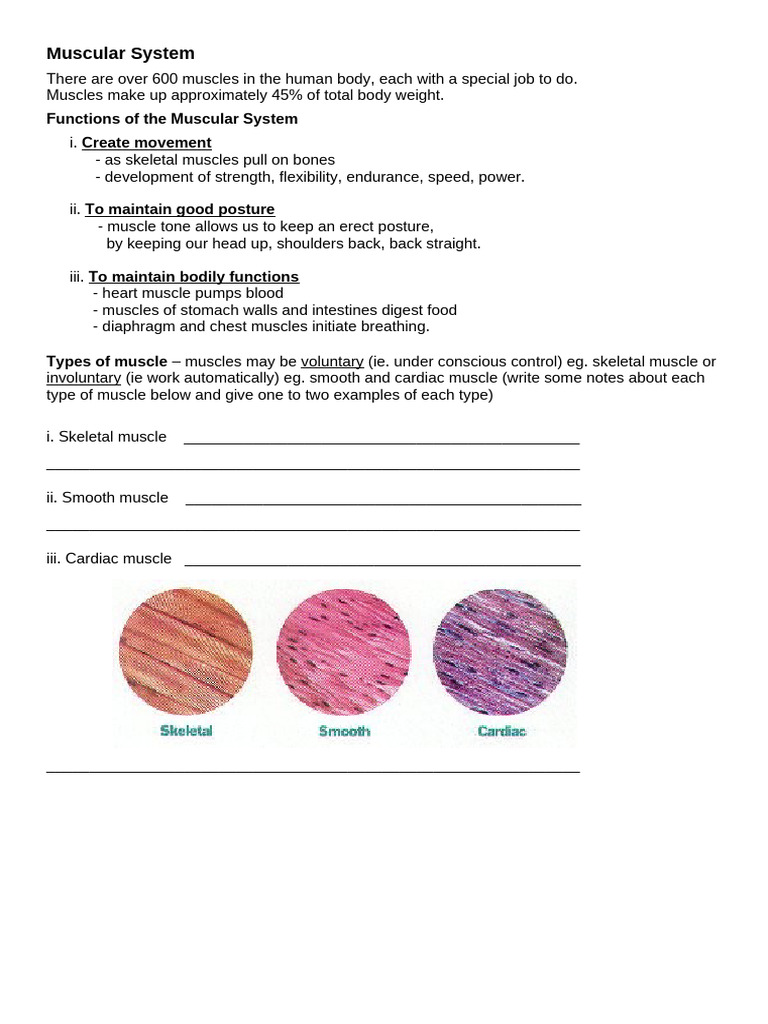 Overview of the Muscular System | PDF | Skeletal Muscle | Muscle