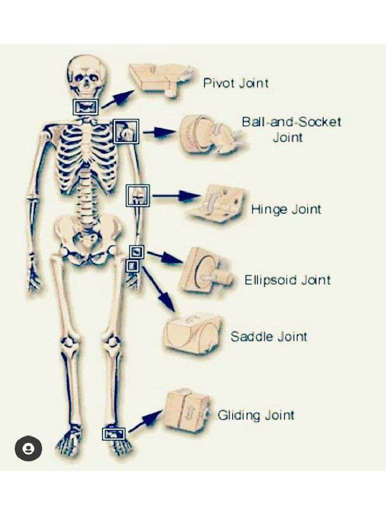 Human Joints | PDF