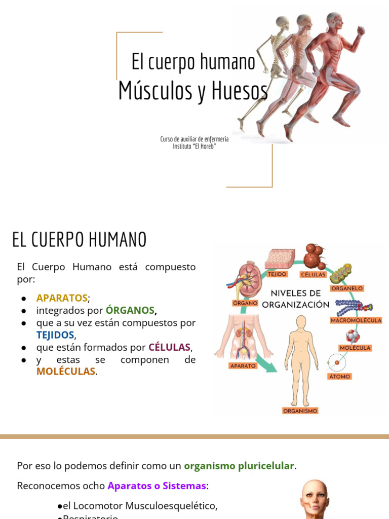 Músculos y Huesos del Cuerpo Humano | PDF | Hueso | Músculo