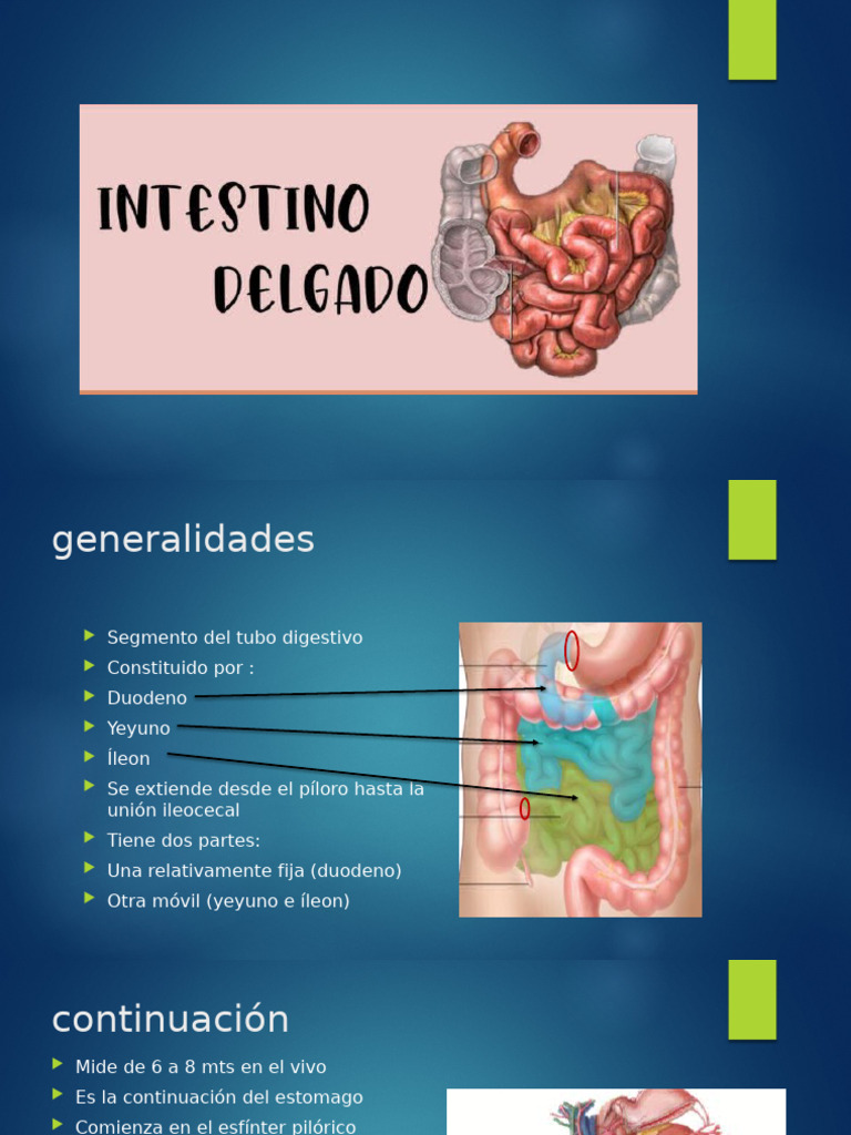 16.-Intestino Delgado 23 | PDF | Tracto gastrointestinal | Páncreas