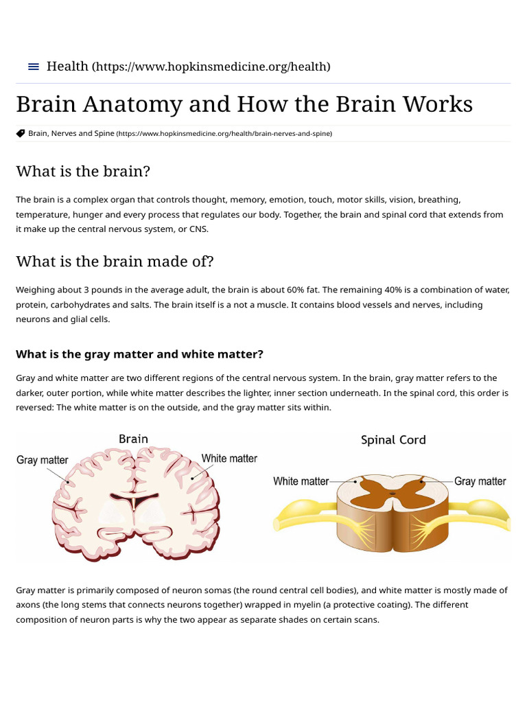 Brain Structure and Function Overview | PDF | Central Nervous System ...