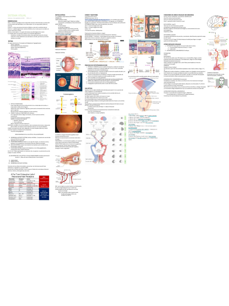 Anatomía y Fisiología del Sistema Visual | PDF | Percepción visual | Retina