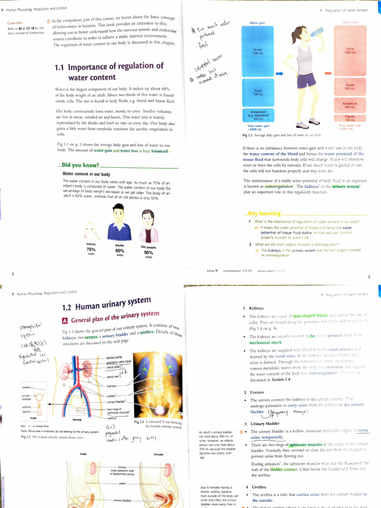 Human Physiology: Water Regulation | PDF | Urinary System | Kidney