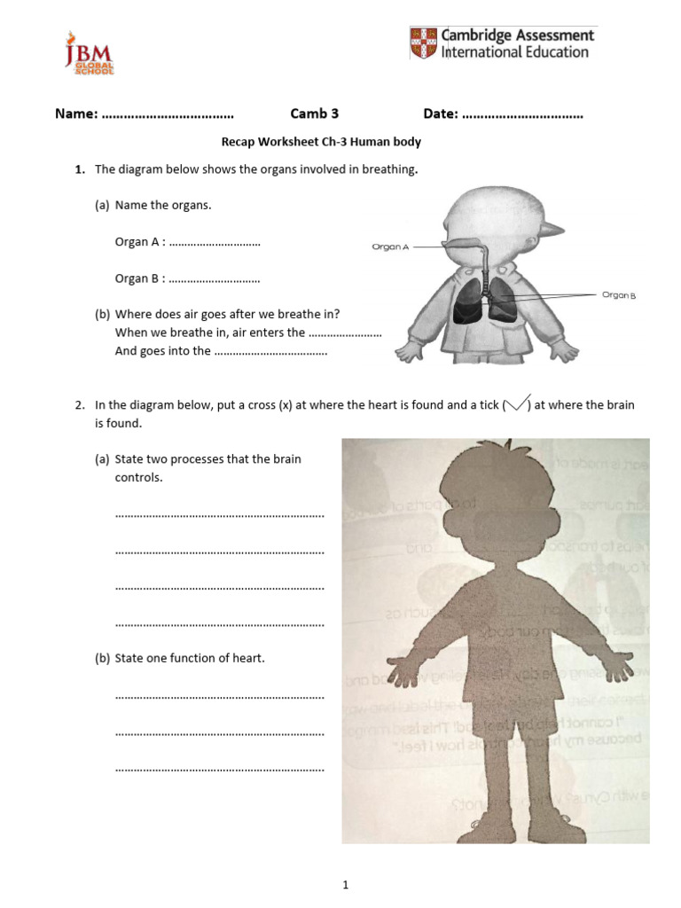 Human Body Organs and Functions Worksheet | PDF | Blood | Physiology