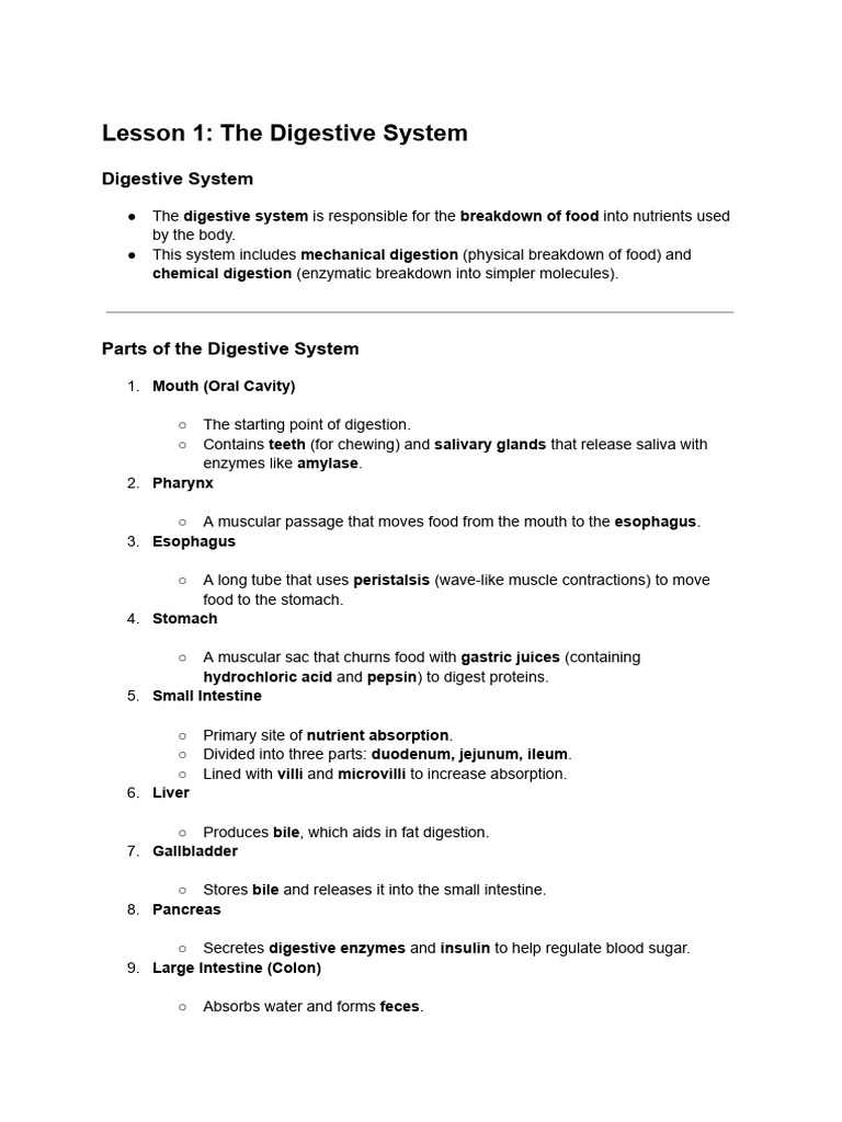 Overview of the Digestive System | PDF | Meiosis | Human Digestive System