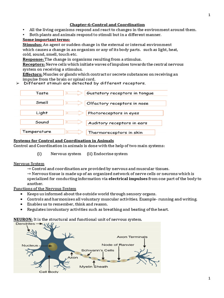 Nervous System and Muscle Response | PDF | Neuron | Motor Neuron