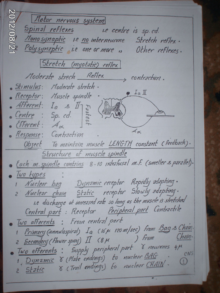 CNS Motor - Notes | PDF